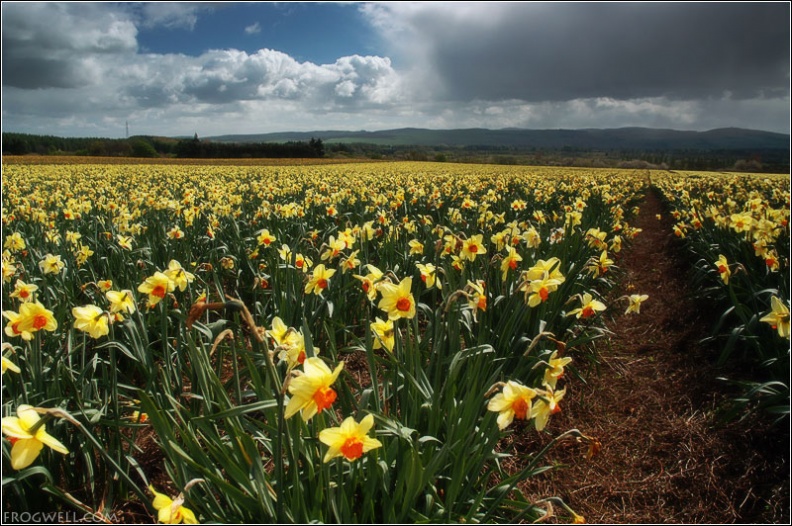 Daffodil fields Westmuir.jpg